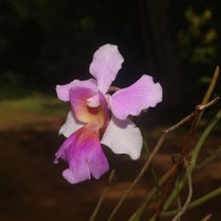 Vanda Miss Jochim